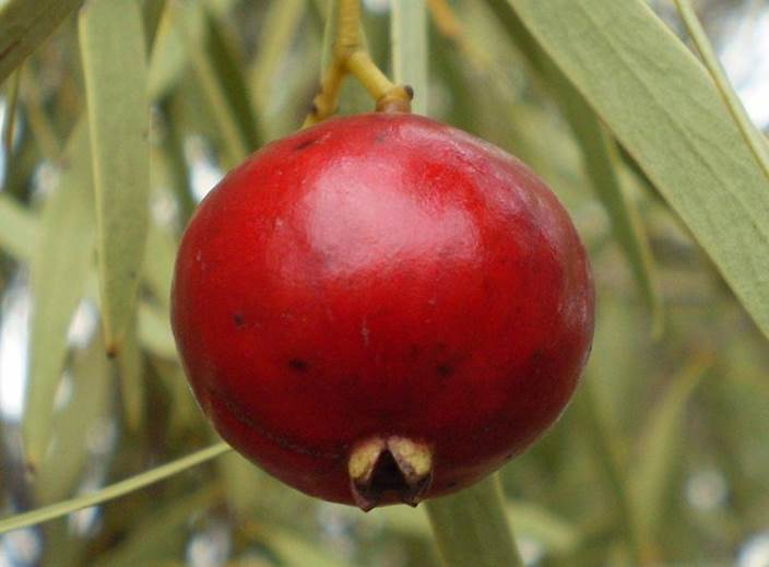 https://eshte-na-zdorovje.ru/cook/photo/Australian_and_Oceanian_cuisine/quandong.JPG