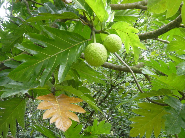 https://eshte-na-zdorovje.ru/cook/photo/Australian_and_Oceanian_cuisine/Artocarpus_altilis.jpg