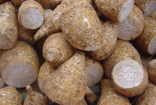 https://eshte-na-zdorovje.ru/cook/photo/Australian_and_Oceanian_cuisine/Colocasia_esculenta.jpg