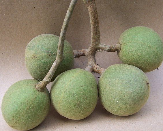 https://eshte-na-zdorovje.ru/cook/photo/Australian_and_Oceanian_cuisine/sliva_kakady.jpg