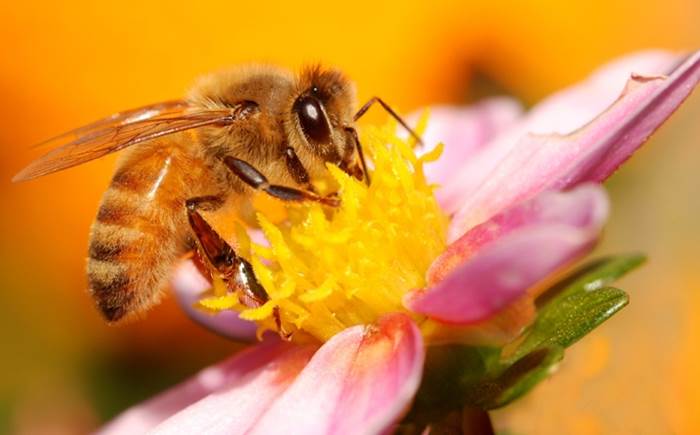 https://eshte-na-zdorovje.ru/cook/photo/honey/3.JPG