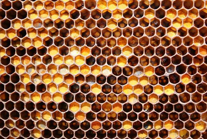 https://eshte-na-zdorovje.ru/cook/photo/honey/8.JPG